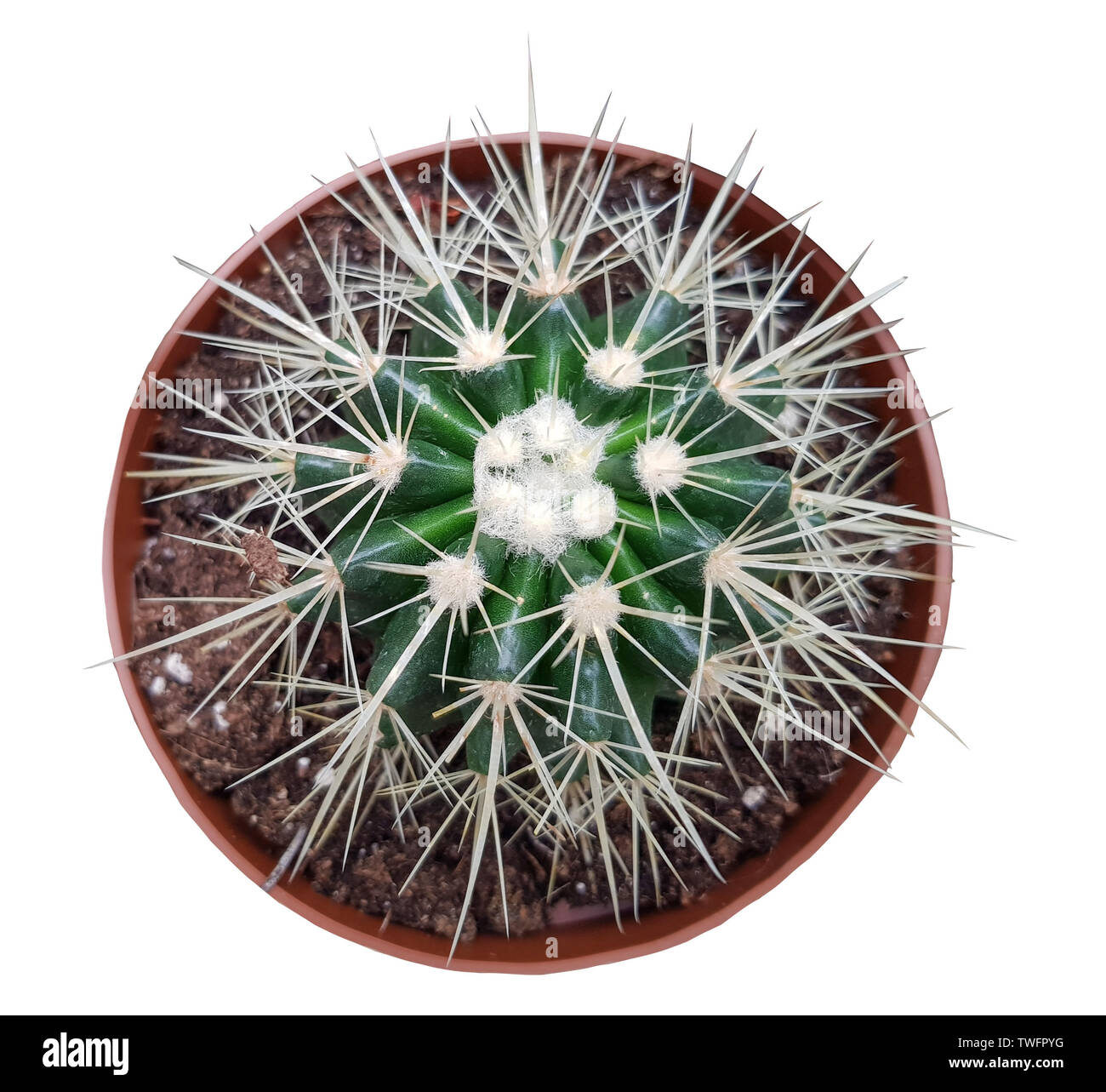 Impianto di cactus Echinocactus grusonii in pentola su sfondo bianco Foto Stock