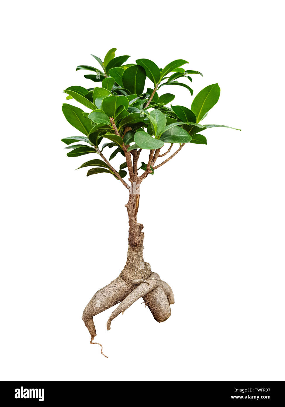 Decorativo ginseng ficus albero su sfondo bianco Foto Stock