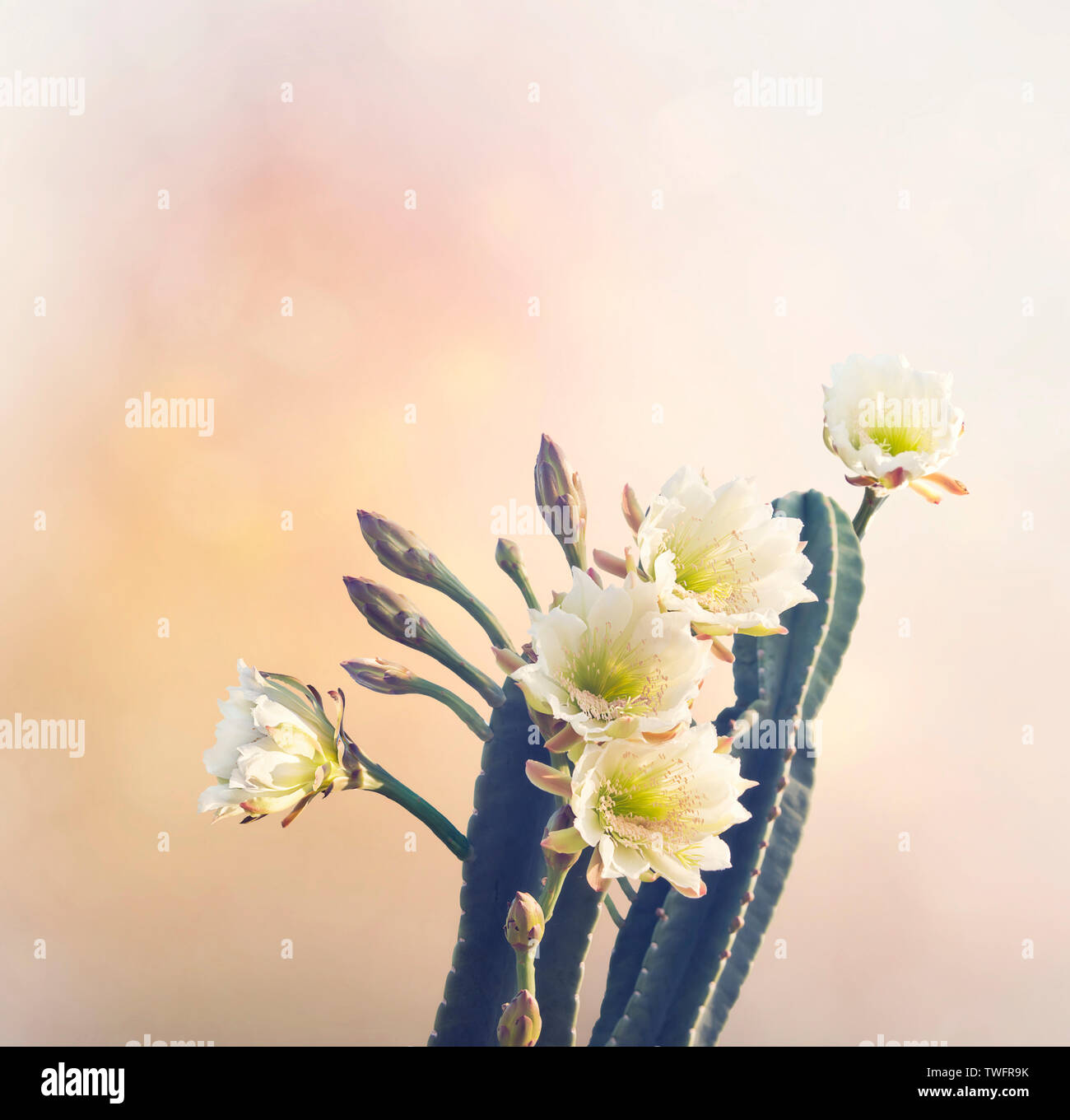 San Pedro Cactus con splendidi fiori bianchi Foto Stock