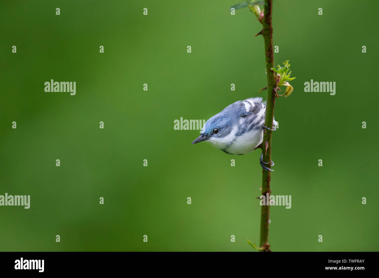 Un blu e bianco Cerulean Trillo si aggrappa a una verticale di persico spinoso con un buon sfondo verde a luce morbida. Foto Stock