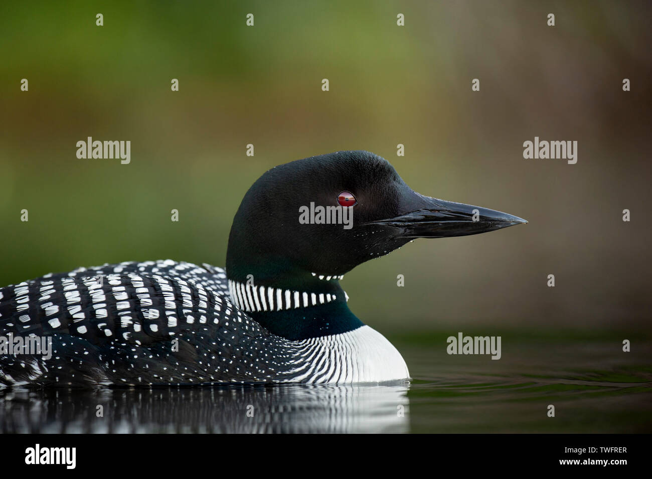 Una stretta e ritratto dettagliato di un comune Loon catturato in luce morbida con un liscio verde e marrone dello sfondo. Foto Stock