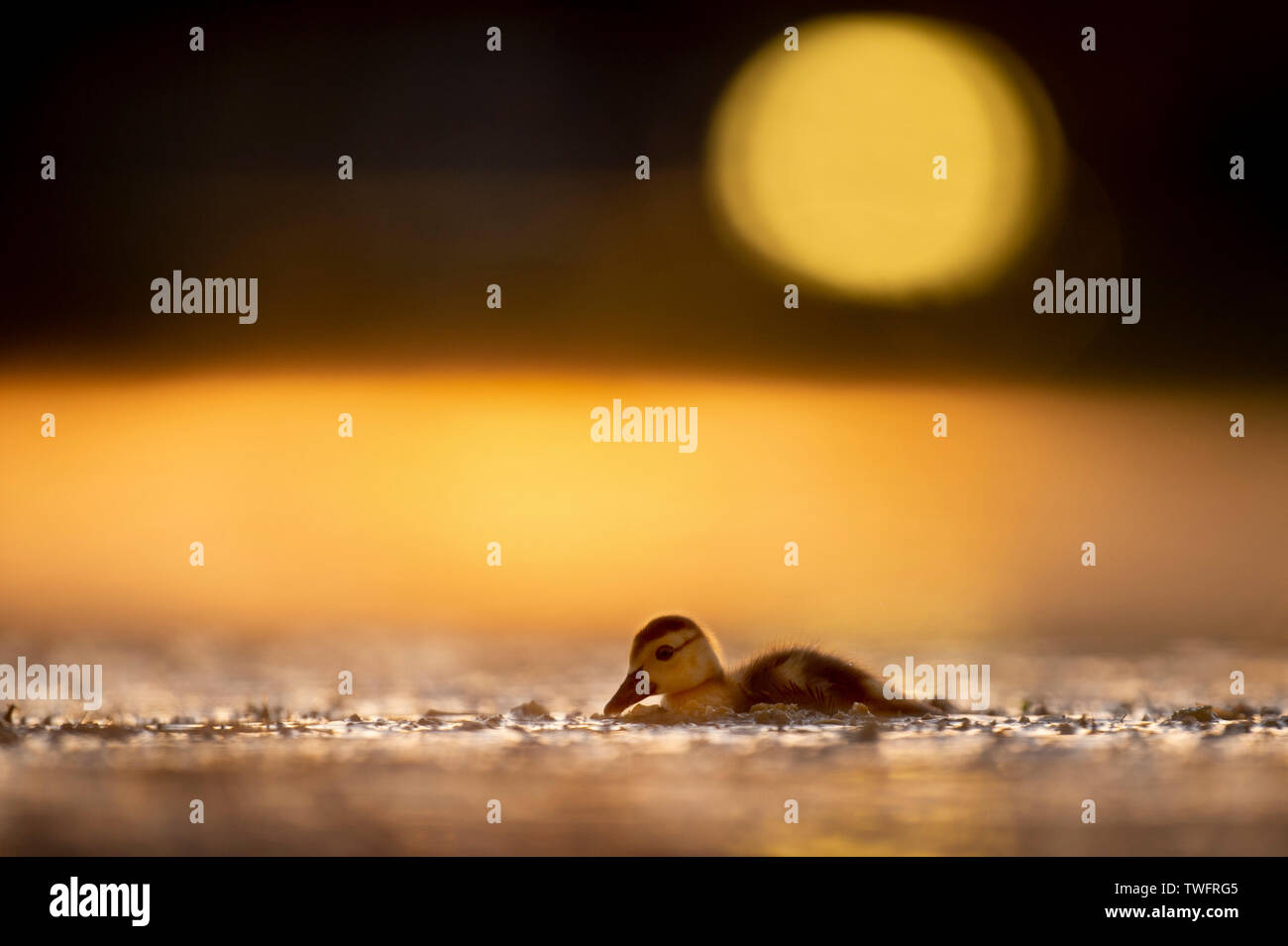 Un anatroccolo Muskcovy nuota su un laghetto come si illumina con la mattina di sole che rende lo stagno mostra un colore giallo dorato. Foto Stock