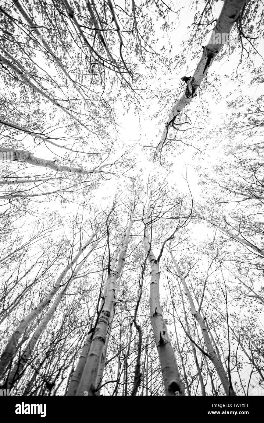 Guardando verticalmente fino al cielo attraverso l'Aspens Foto Stock
