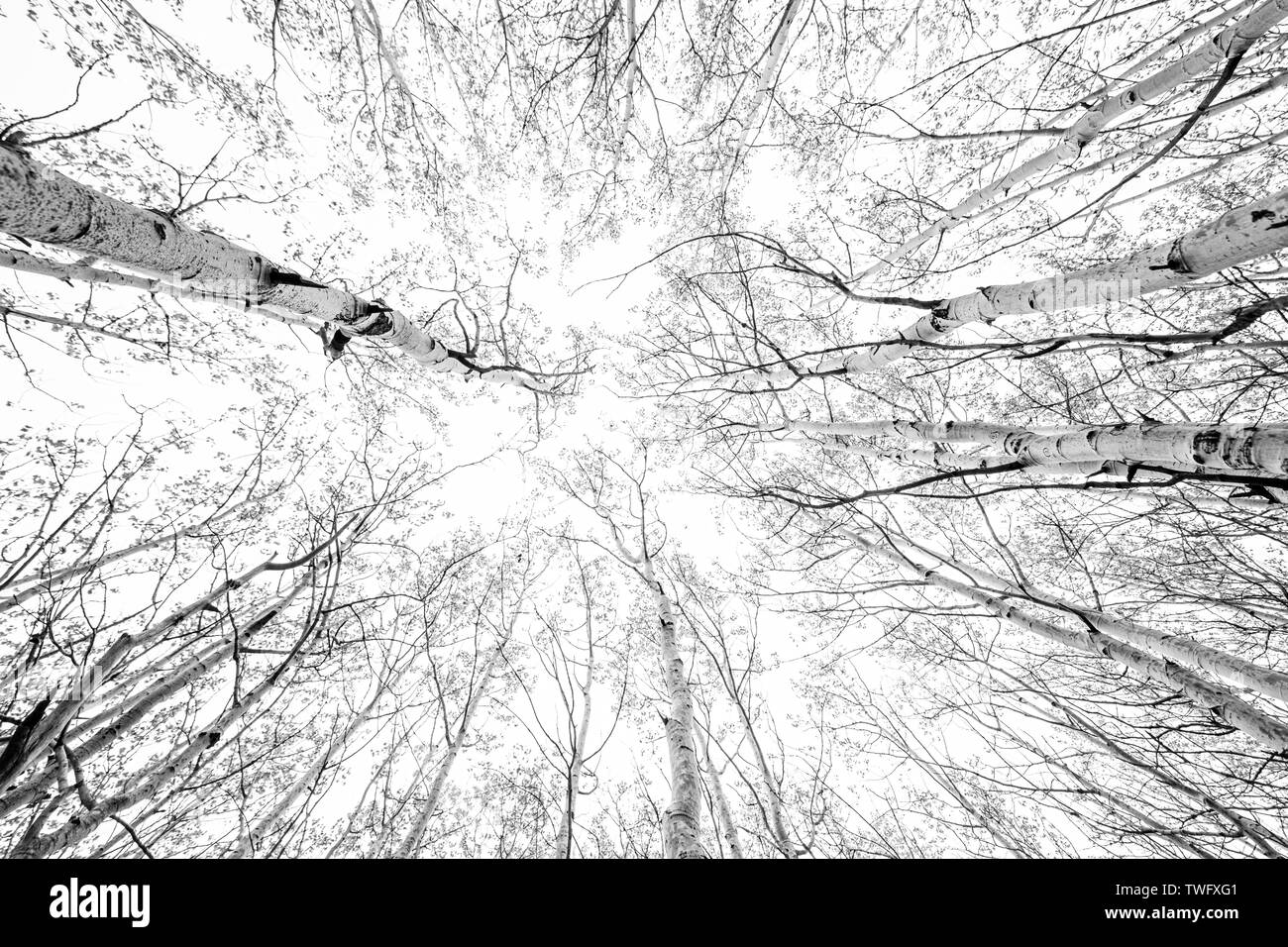 Guardando verticalmente fino al cielo attraverso l'Aspens Foto Stock