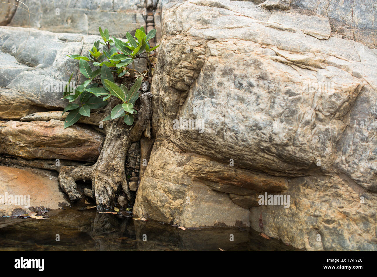 Un vecchio rock fig cresce in una piccola crepa nella roccia circostante. Foto Stock