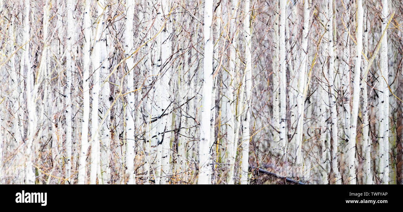 Tra le Aspen Foto Stock