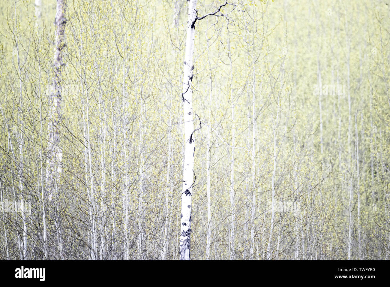 Tra le Aspen Foto Stock