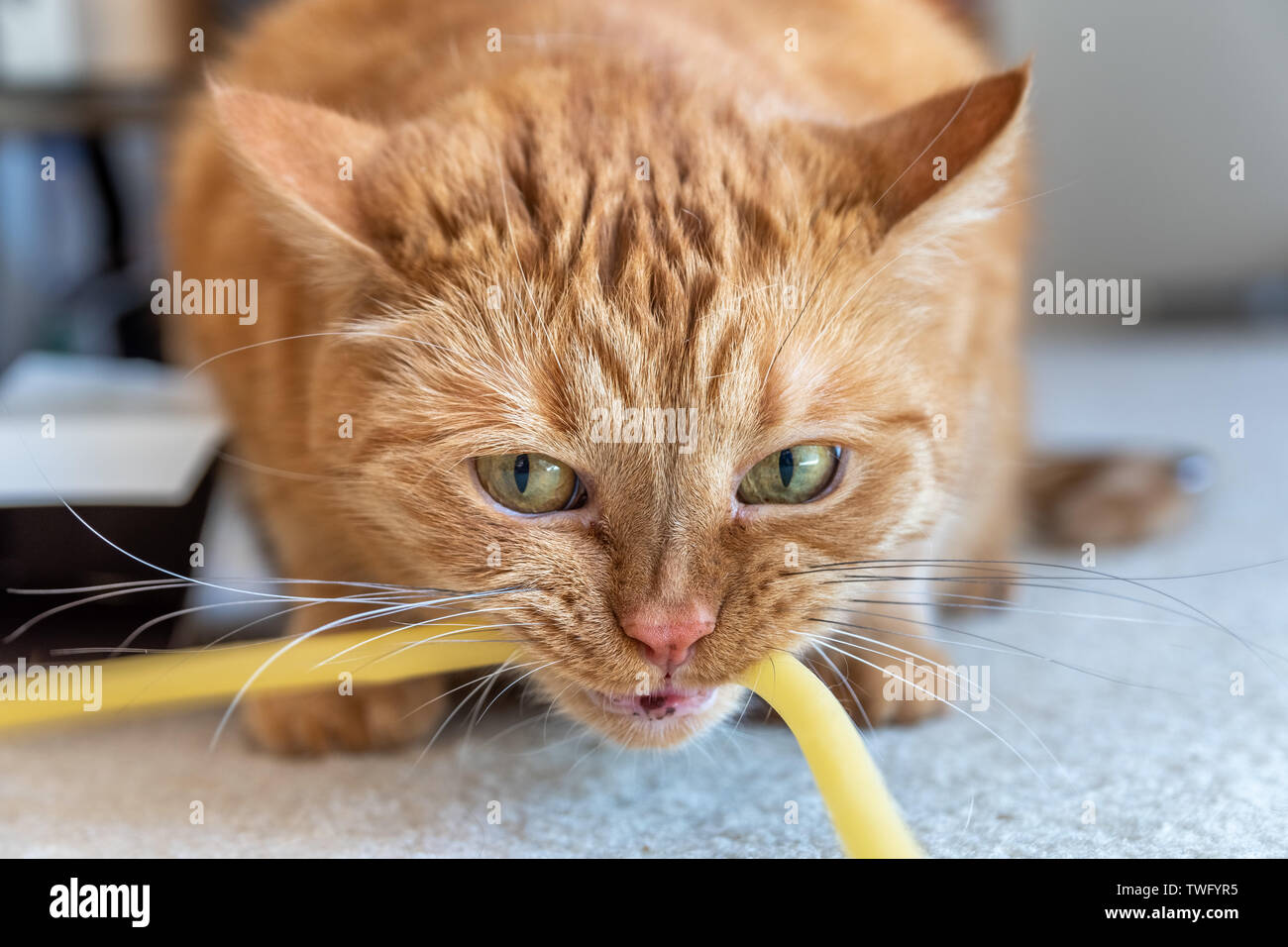 Close up di orange cat mordere un lattice naturale tubo di gomma durante la riproduzione di un round; orecchie girato fuori lateralmente Foto Stock