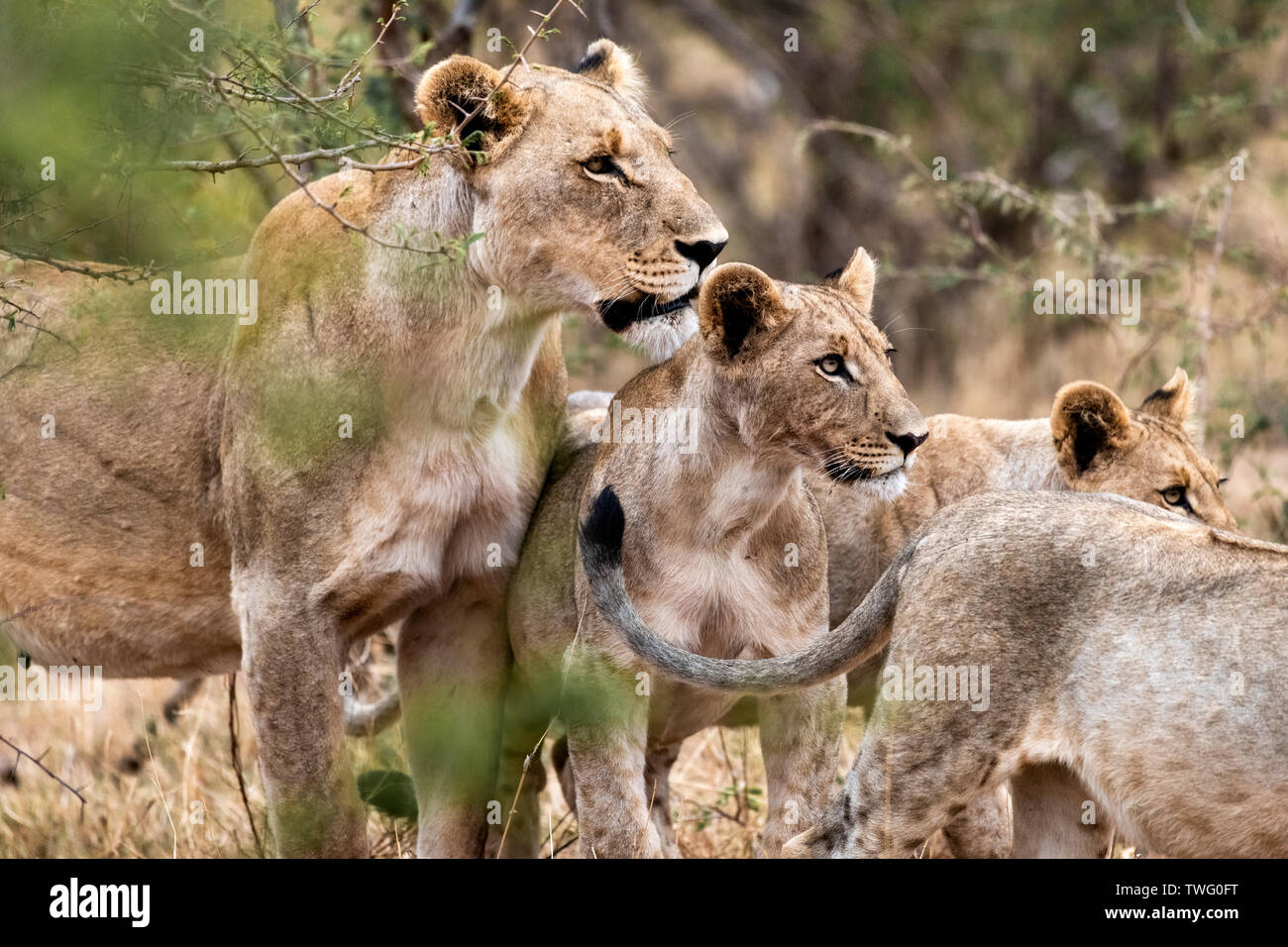 Una leonessa e tre ragazzi Foto Stock