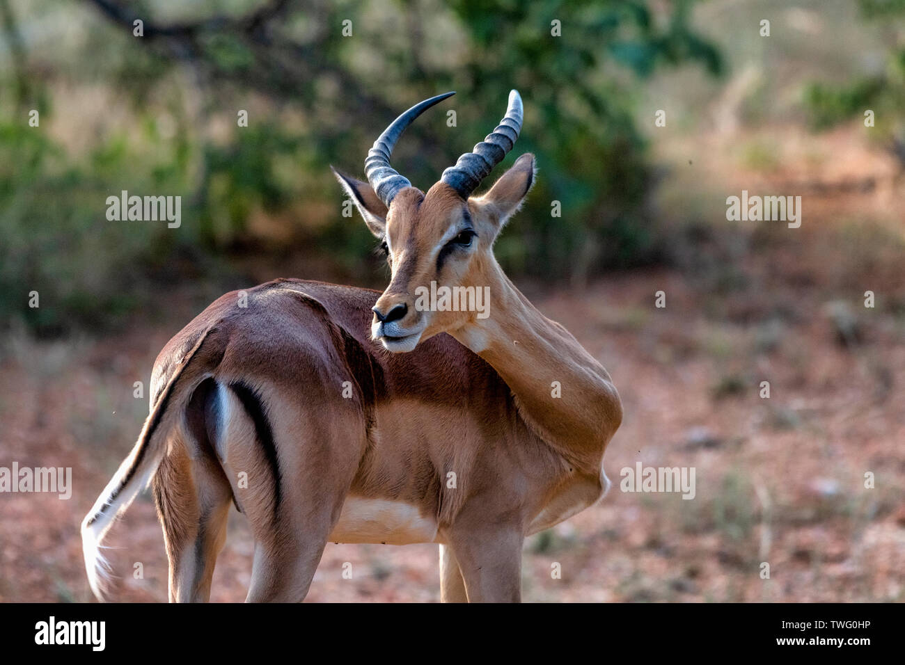 Un maschio di impala guardando sopra la sua spalla Foto Stock