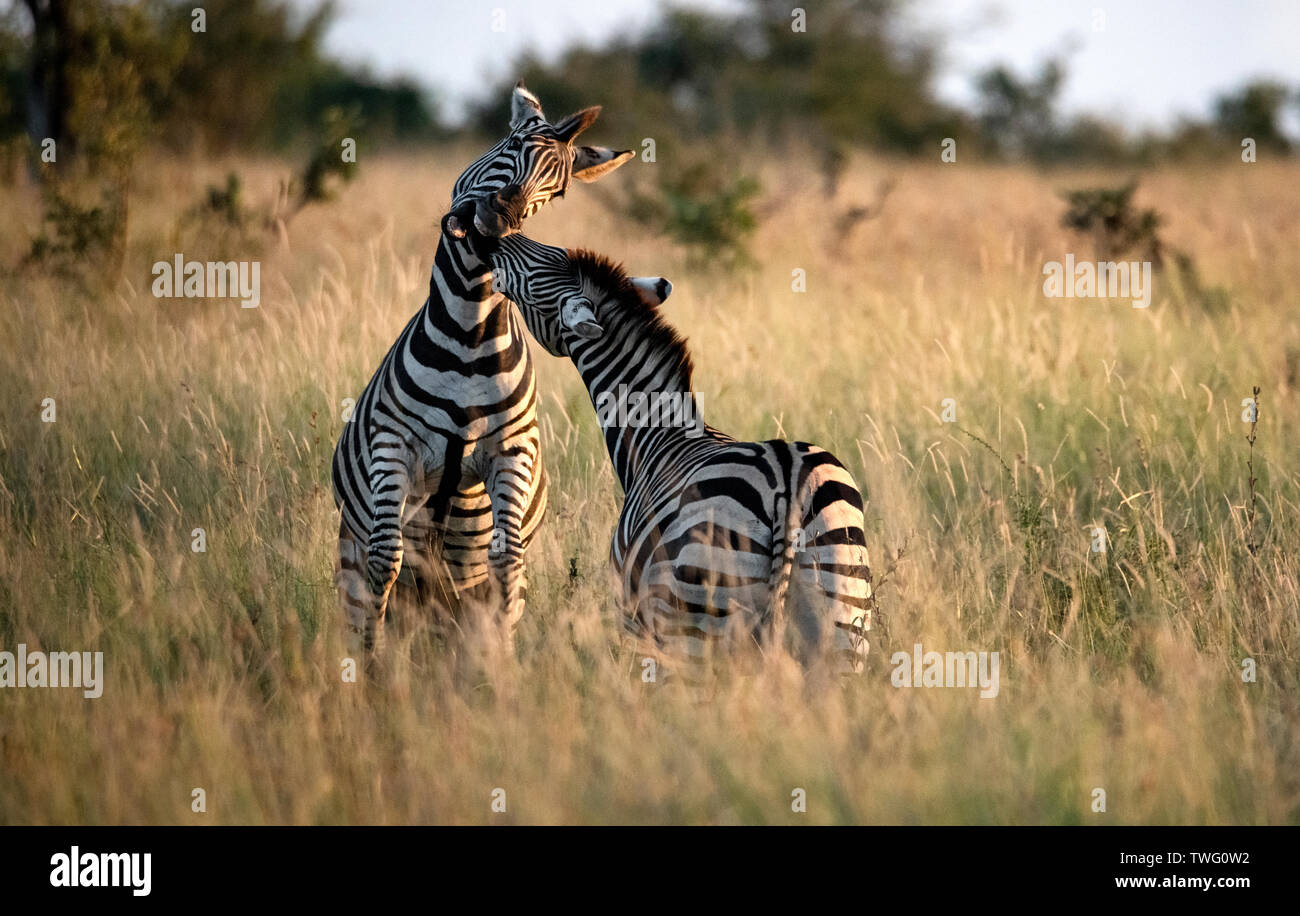 Due zebre combattimenti Foto Stock