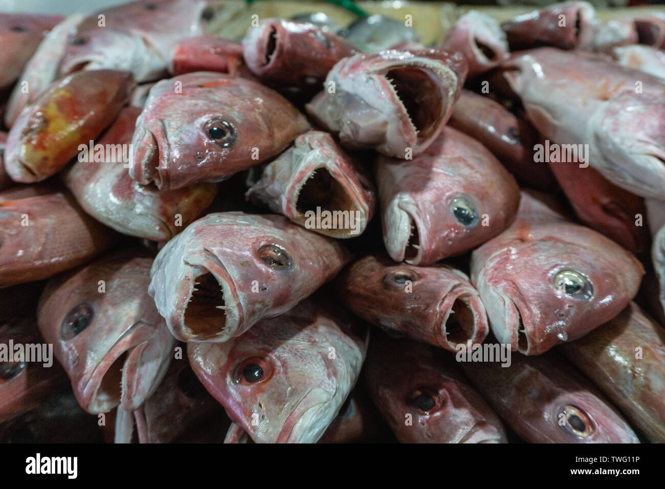 Mazzetto di crudo fresco Lutiano rosso sul ghiaccio a Kedonganan mercato del pesce, Bali Foto Stock