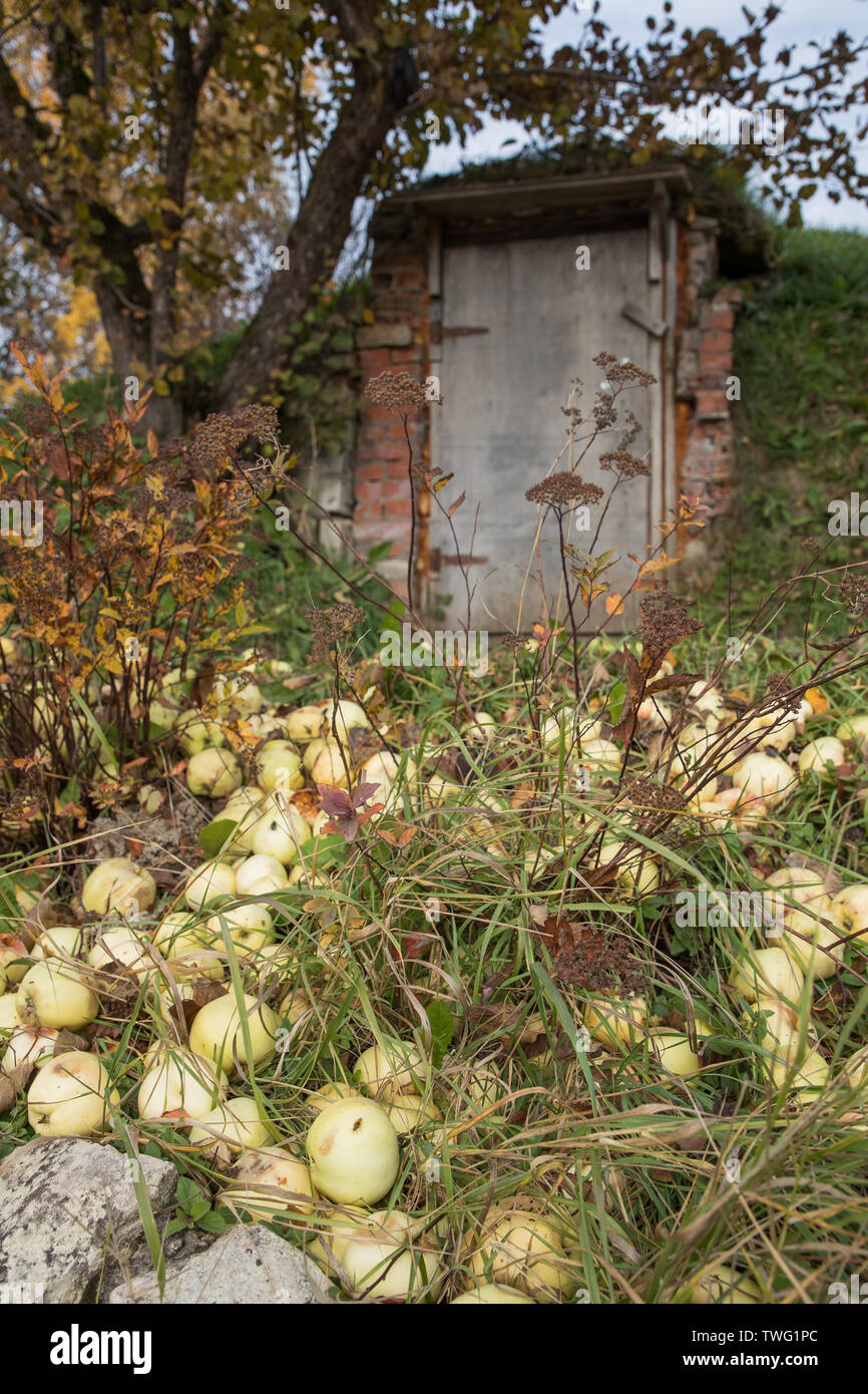 Mele caduti a terra contro il vecchio garage in autunno Foto Stock