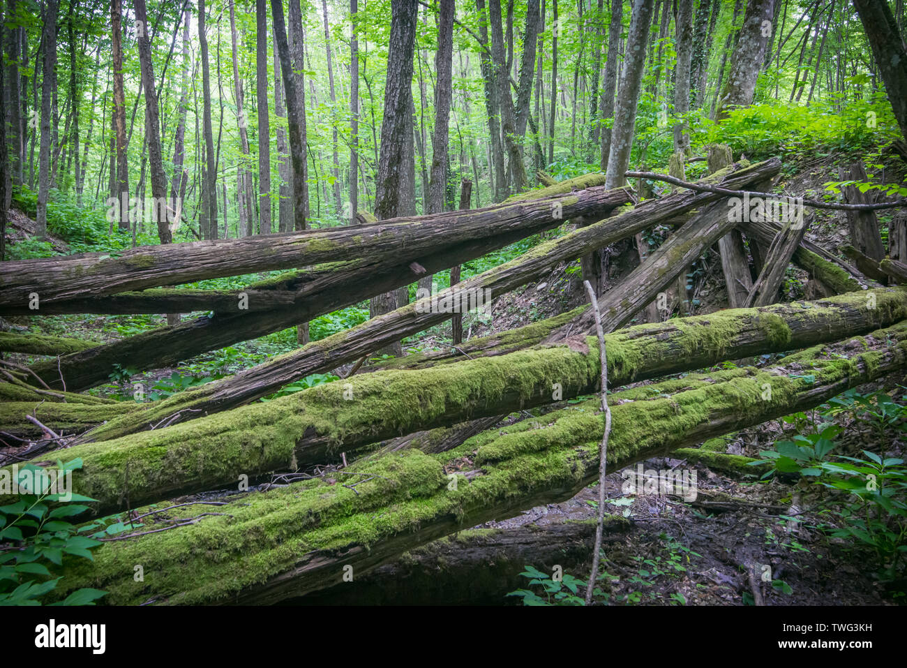 Il vecchio ponte in rovina di marciume logs nella foresta. Messa a fuoco selettiva. Foto Stock
