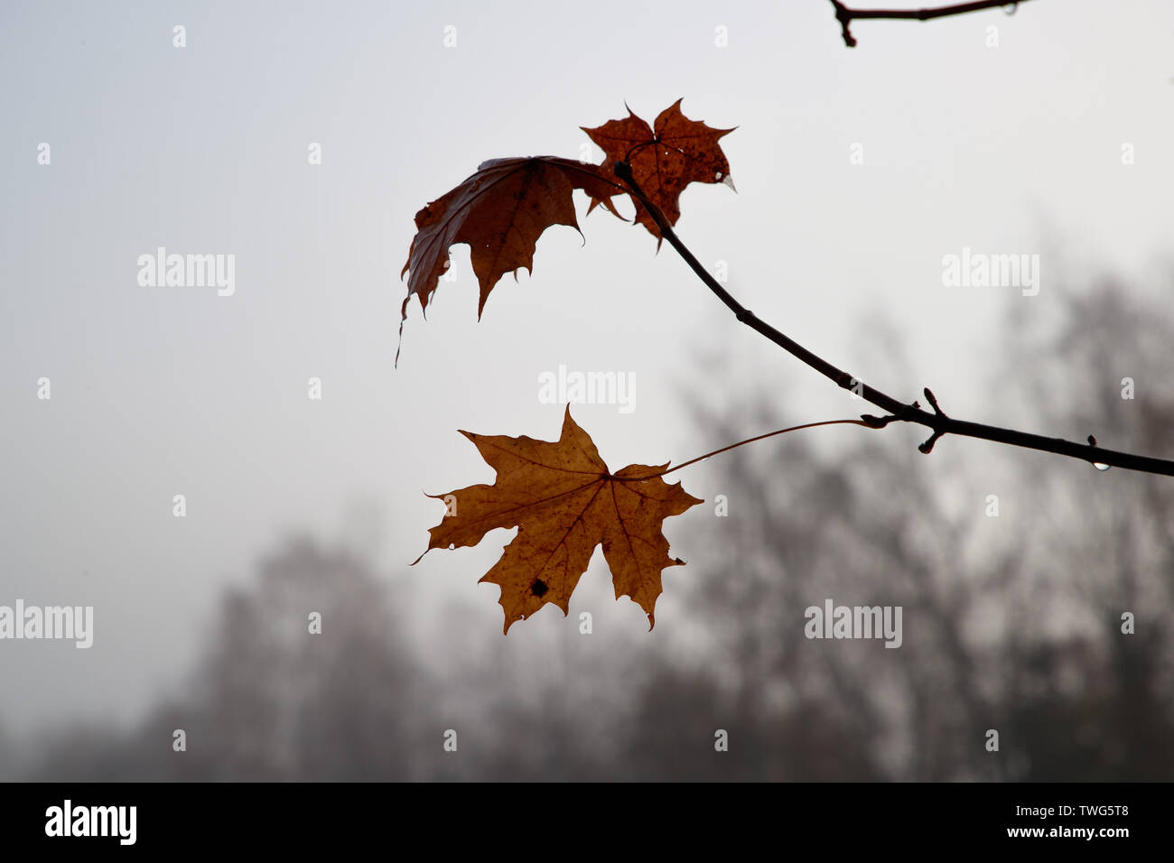 Fogliame autunnale di alberi in ore diurne Foto Stock