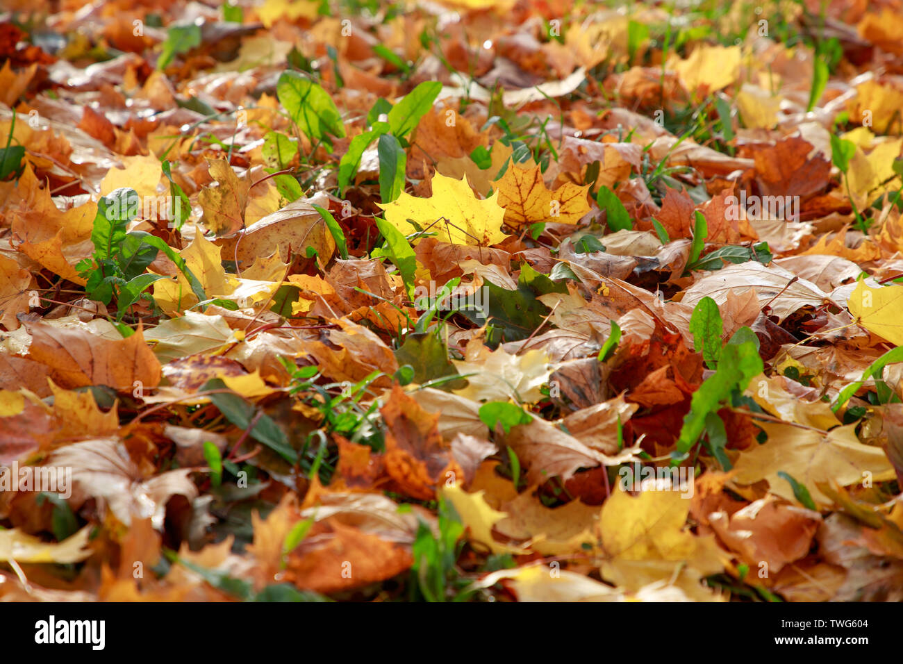 Fogliame autunnale di alberi in ore diurne Foto Stock