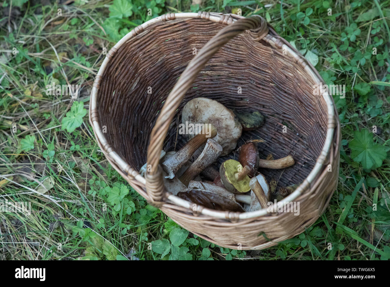 Cesto in Vimini con funghi raccolti nella foresta Foto Stock