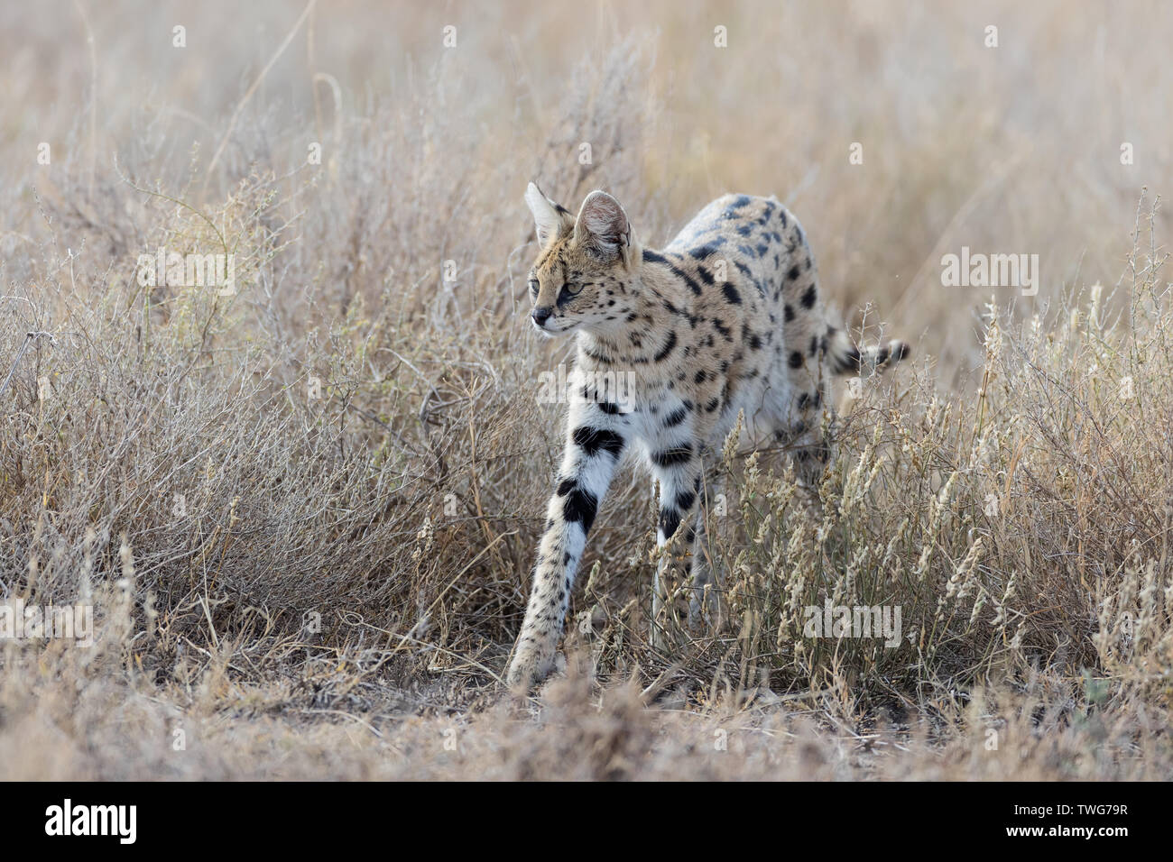 Serval cat (Leptailurus serval) caccia nell'erba lunga, Ndutu, Tanzania Foto Stock