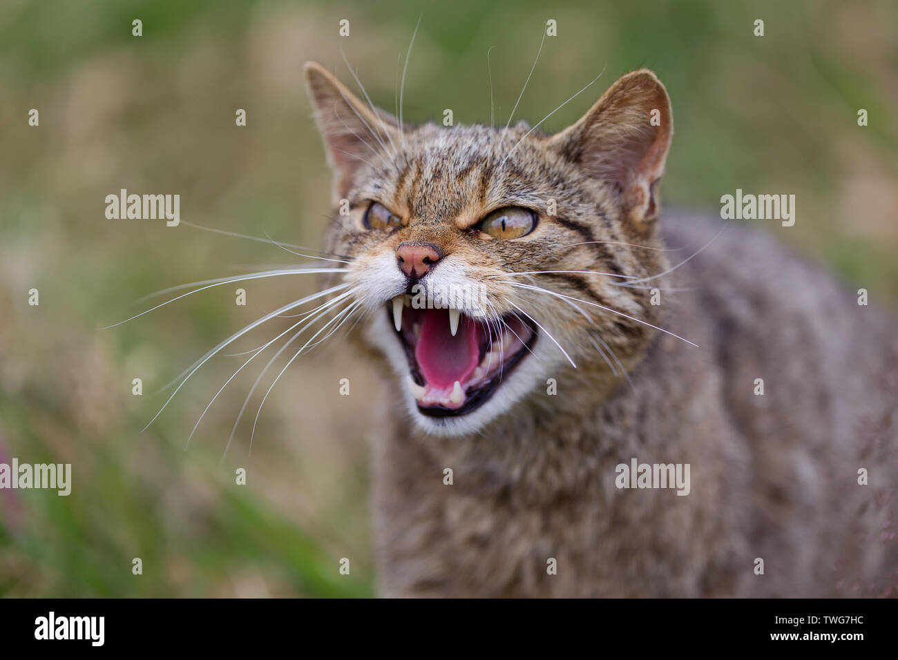 Scottish Wildcat colpo alla testa (Felis sylvestris) ululano ed essendo aggressivo, Devon, Regno Unito Foto Stock