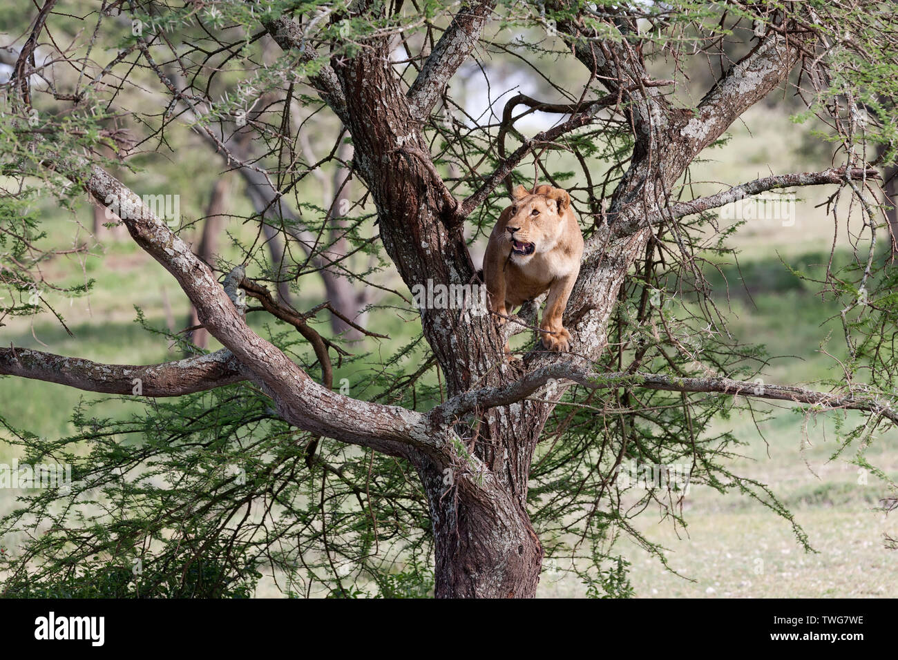 Lion (Panthera leo) seduto in una struttura ad albero Foto Stock