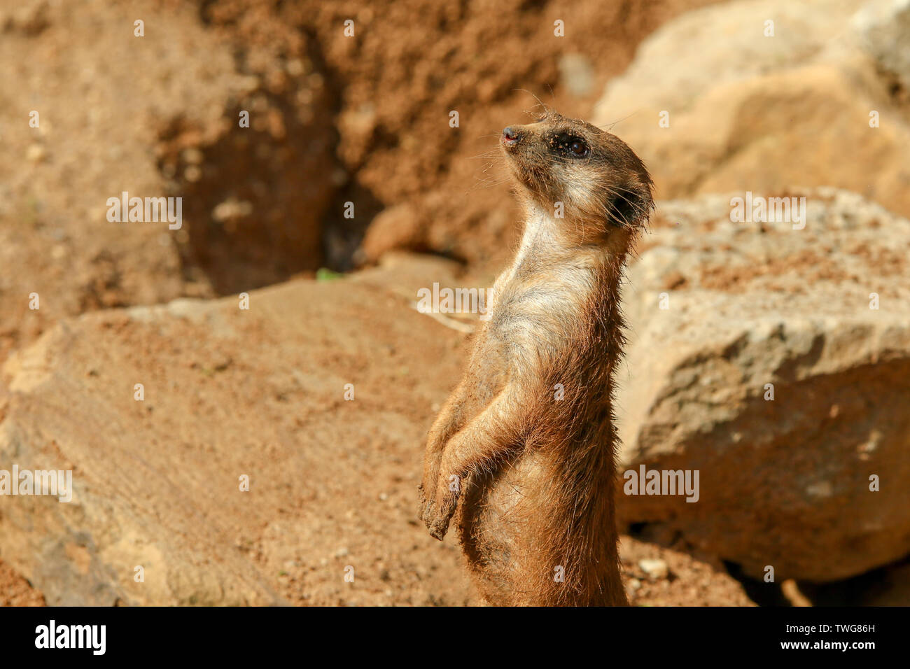 Il ritratto la foto di un simpatico meercat in piedi su rocce e osservando i dintorni. Foto Stock