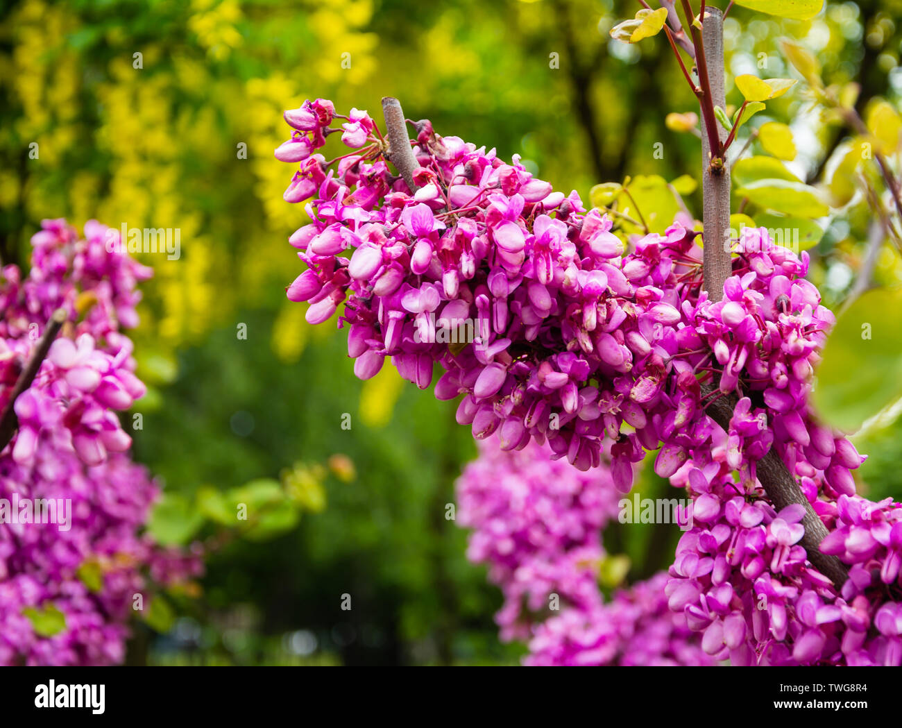 Rosa acacia mazzetto viscido locust Robinia viscosa o Robinia hispida Foto Stock