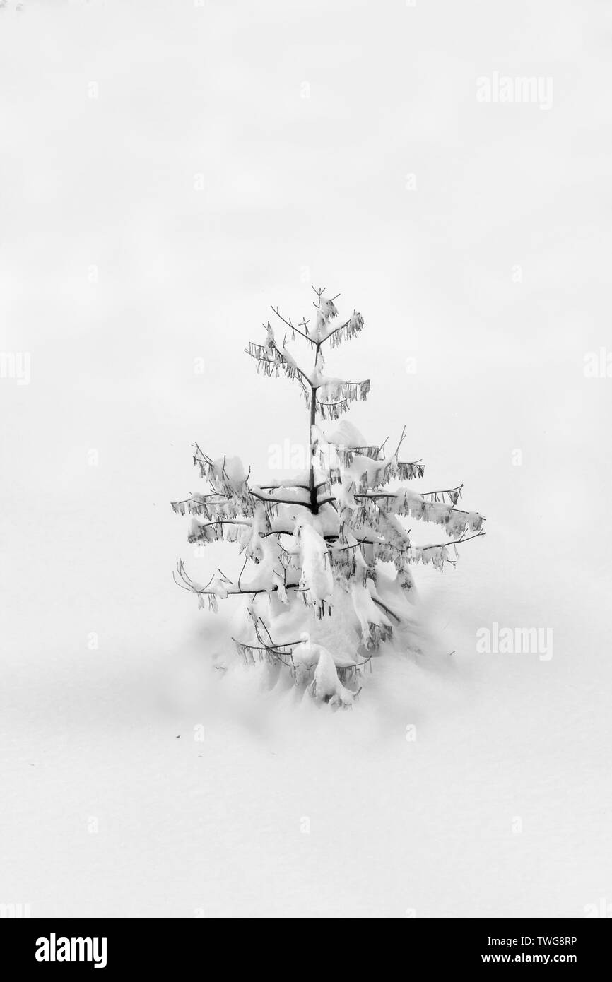 Composizione minimalista di ; conifere nel suo ambiente naturale pronta per essere decorata per natale Foto Stock