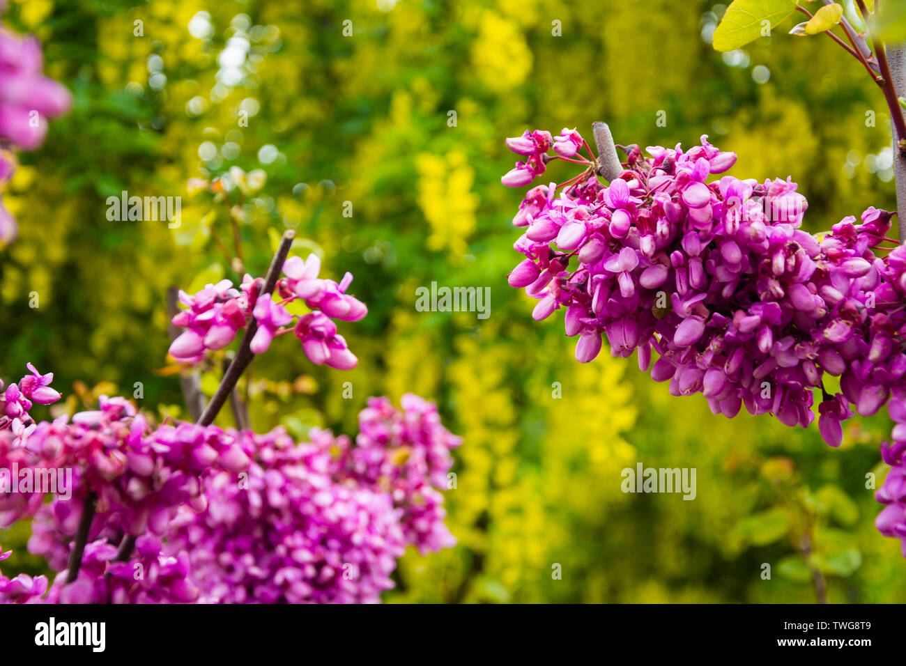 Rosa acacia mazzetto viscido locust Robinia viscosa o Robinia hispida Foto Stock