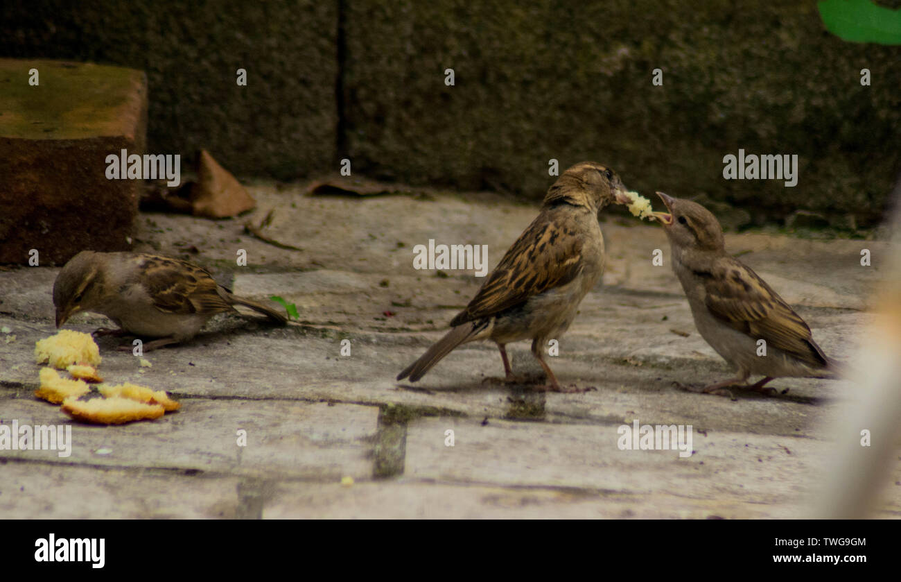 Passeri alimentando la loro pulcini Foto Stock