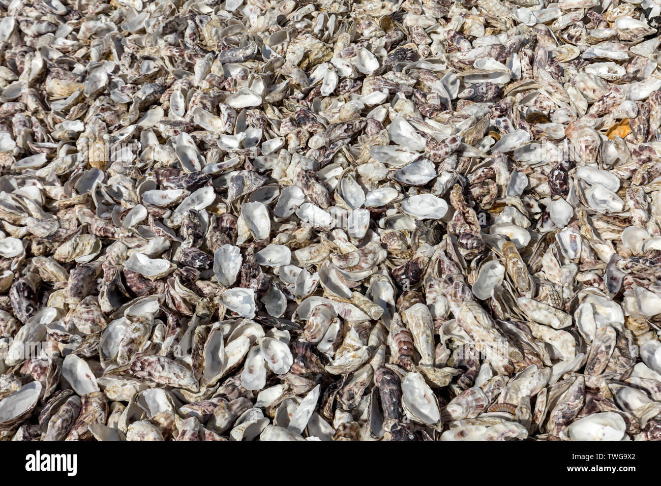 Migliaia di gusci vuoti di ostriche mangiato gettato sul pavimento del mare a Cancale, famoso per allevamenti di ostriche. Brittany, Francia Foto Stock