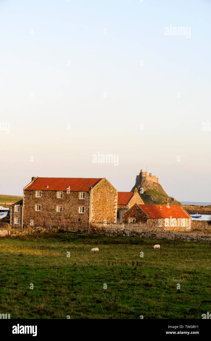La luce del sole del tardo autunno in una fattoria e il lontano castello di Lindisfarne del XV secolo sull'isola Santa di Lindisfarne nel Northumberland, in Gran Bretagna. Lindisfarne CAS Foto Stock