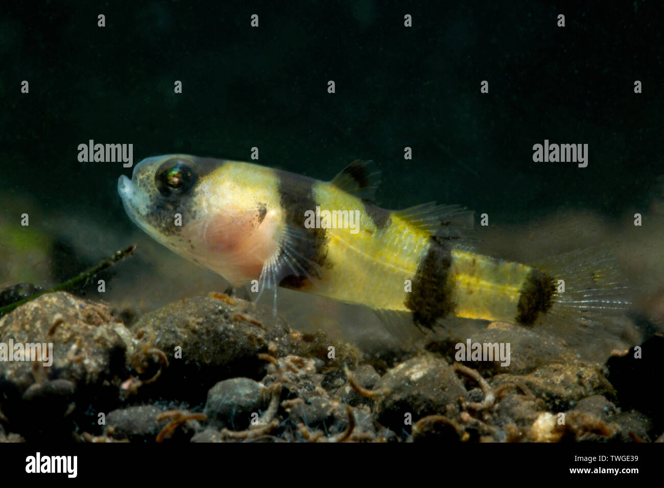Bumblebee ghiozzo (Brachygobius xanthomelas) Foto Stock