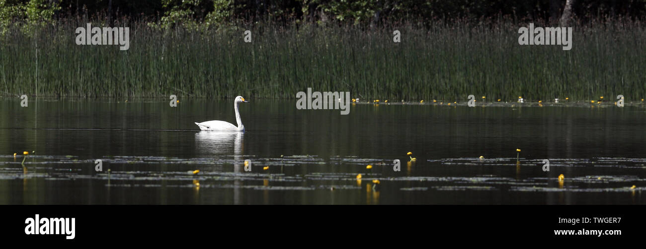 Tundra cigno nuotare in un lago tranquillo Foto Stock