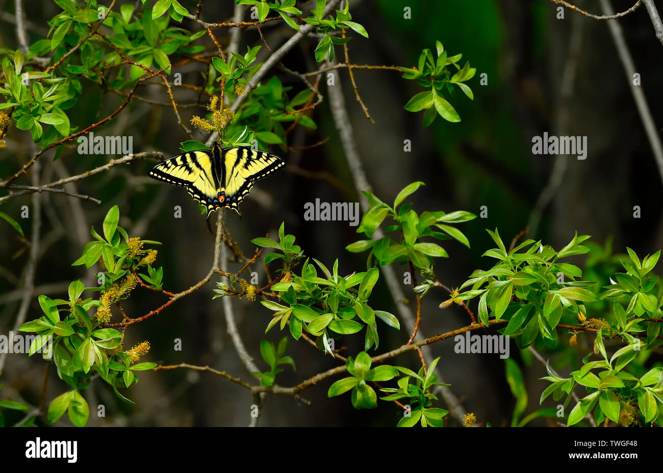 Un orientale a coda di rondine di Tiger Butterfly 'papilio glaucus',appollaiato su un ramo in rural Alberta Canada. Foto Stock
