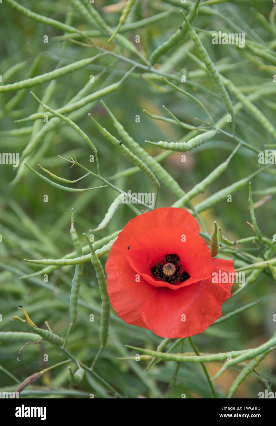 Singolo papavero rosso nel campo di papavero Hertfordshire, Regno Unito Foto Stock