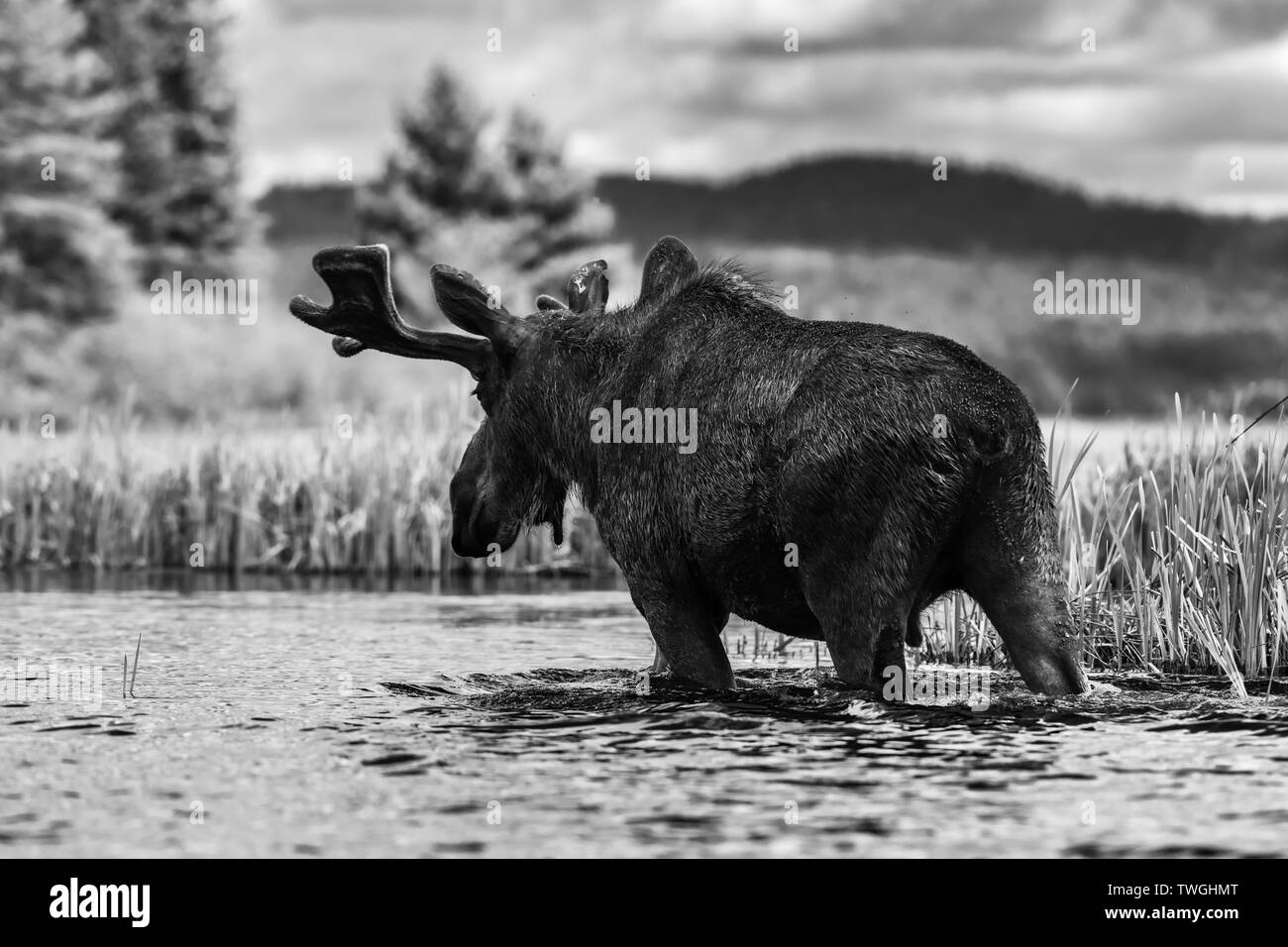 La molla Bull Moose B&W Foto Stock