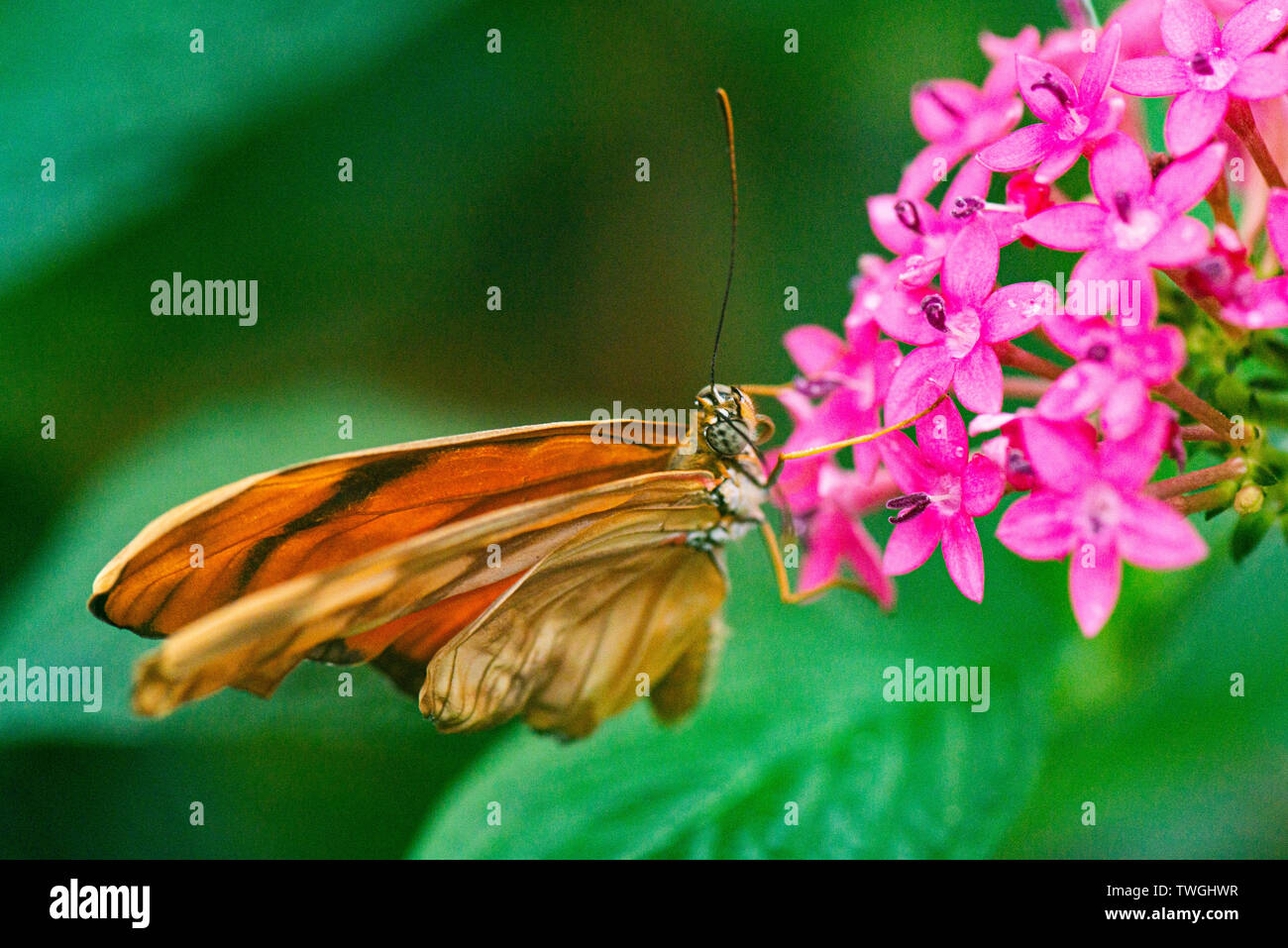 A Julia butterfly (Dryas iulia) sui fiori di una stella egiziana (Pentas lanceolata) in una casa delle farfalle Foto Stock