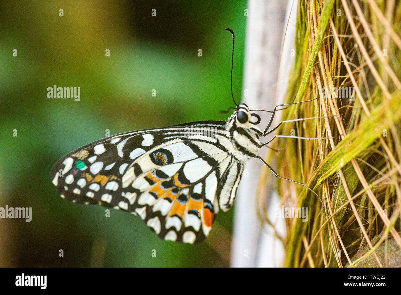 Una farfalla di lime (Papilio demoleus) in una casa delle farfalle Foto Stock