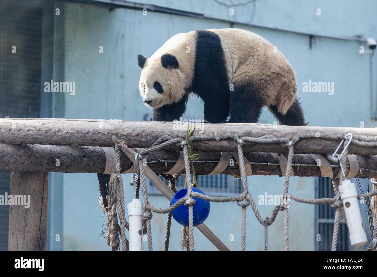 Panda gigante recare a Pechino, città capitale della Cina Foto Stock