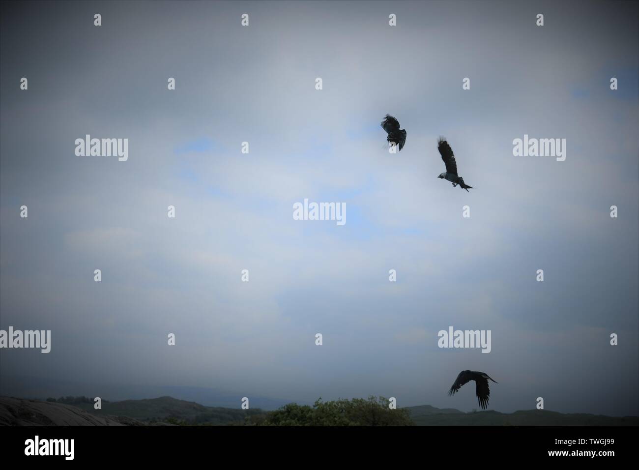 Alta uccelli in volo Foto Stock