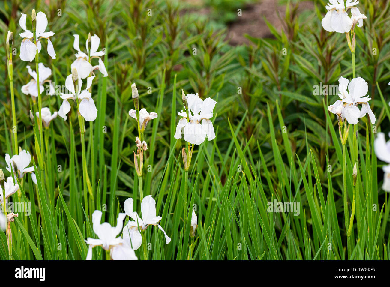 Iris 'Sibirica Alba' in fiore Foto Stock