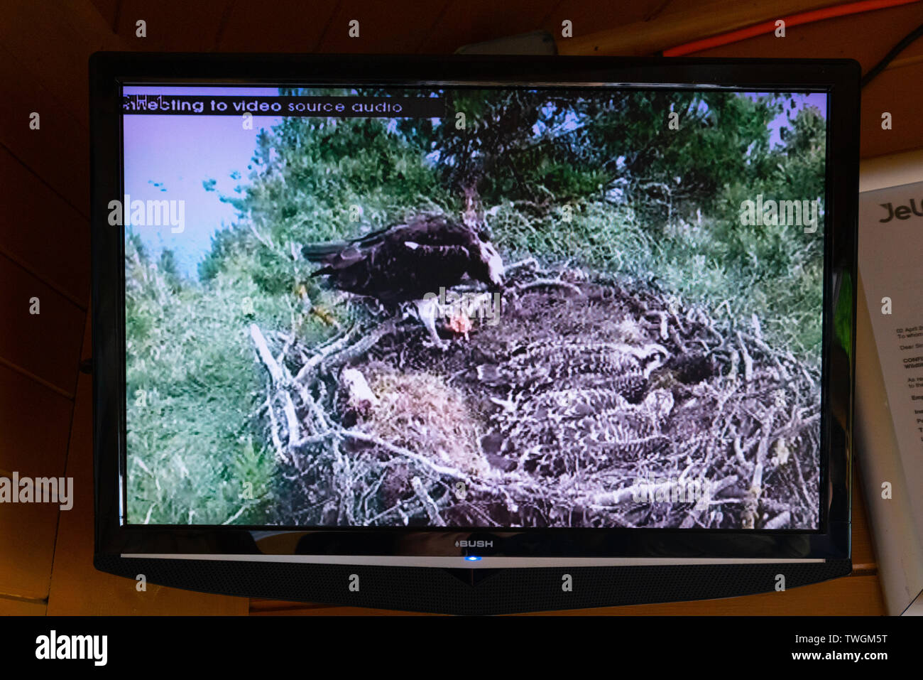 Feed video dal vivo di osprey nest in corrispondenza di Scottish Wildlife Trust Visitor Center a Loch di Lowes, vicino a Dunkeld in Perthshire Scozia, Regno Unito Foto Stock