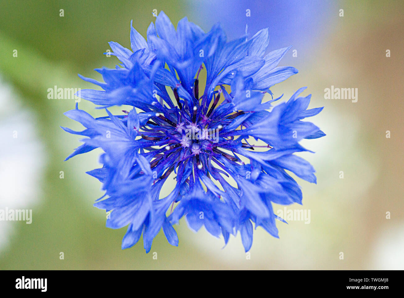 Un fiore di mais (Centaurea cyanus) Foto Stock