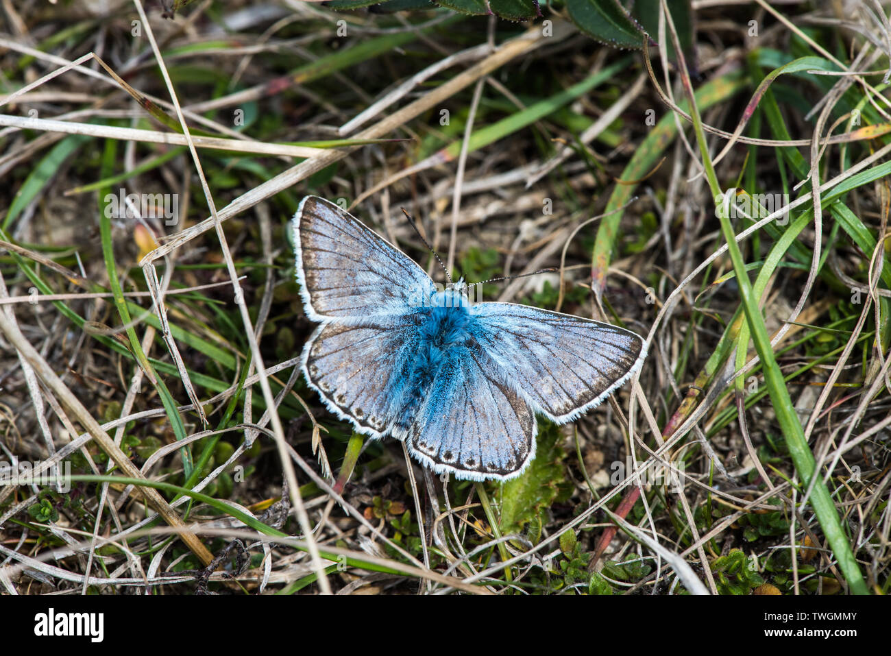 Chalk Hill Blue Butterfly, alette aperte in erba Foto Stock