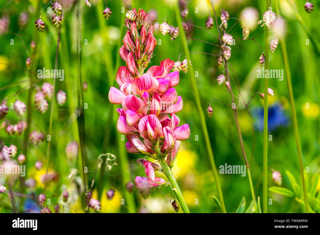 Rosa orchidea selvaggia tra gli altri fiori ed erbe Foto Stock