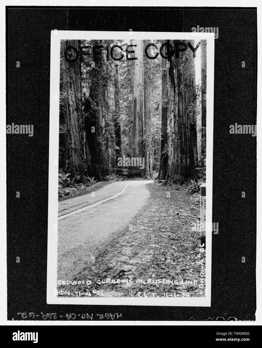 R.L.T., fotografo Novembre 1, 1934 DEL NORTE COUNTY, sezione D, HIGHWAY 1. REDWOOD radura sulla linea esistente, 1-DN-71-A -26, R.L.T. 11-1-34. Stampigliato copia di Office. - Redwood National e parchi statali strade, costa della California da Crescent City a Trinidad, Crescent City, Del Norte County, CA Foto Stock