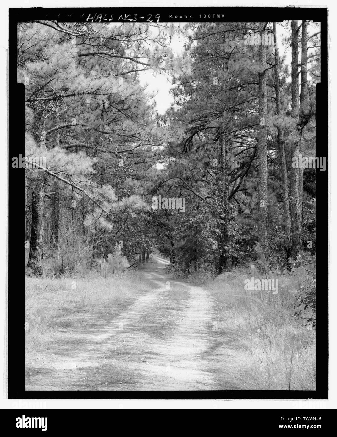 Strada vicino a caccia del complesso stabile, rivolta a est - Overhills, Fort Bragg militare prenotazione, circa 15 miglia a NW di Fayetteville, Overhills, Harnet County, NC Foto Stock