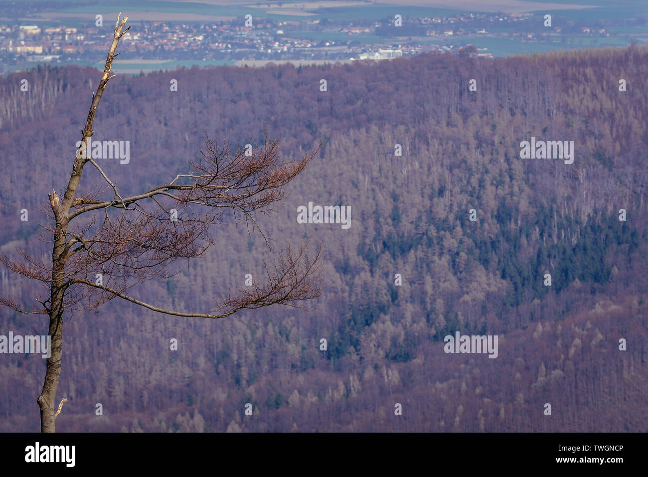 Albero in parco paesaggistico di sanguinose Sowie (Owl montagne) mountain range in Central Sudetes, Polonia Foto Stock
