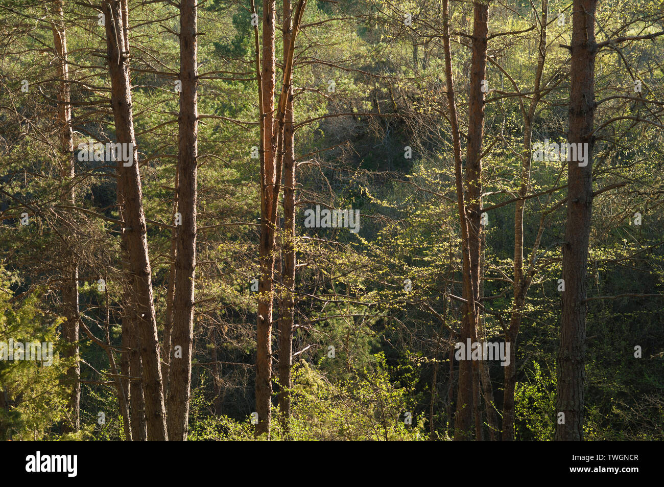 Foresta Vicino al villaggio di La Penne - Alpes Maritimes, Provenza, Francia. Foto Stock