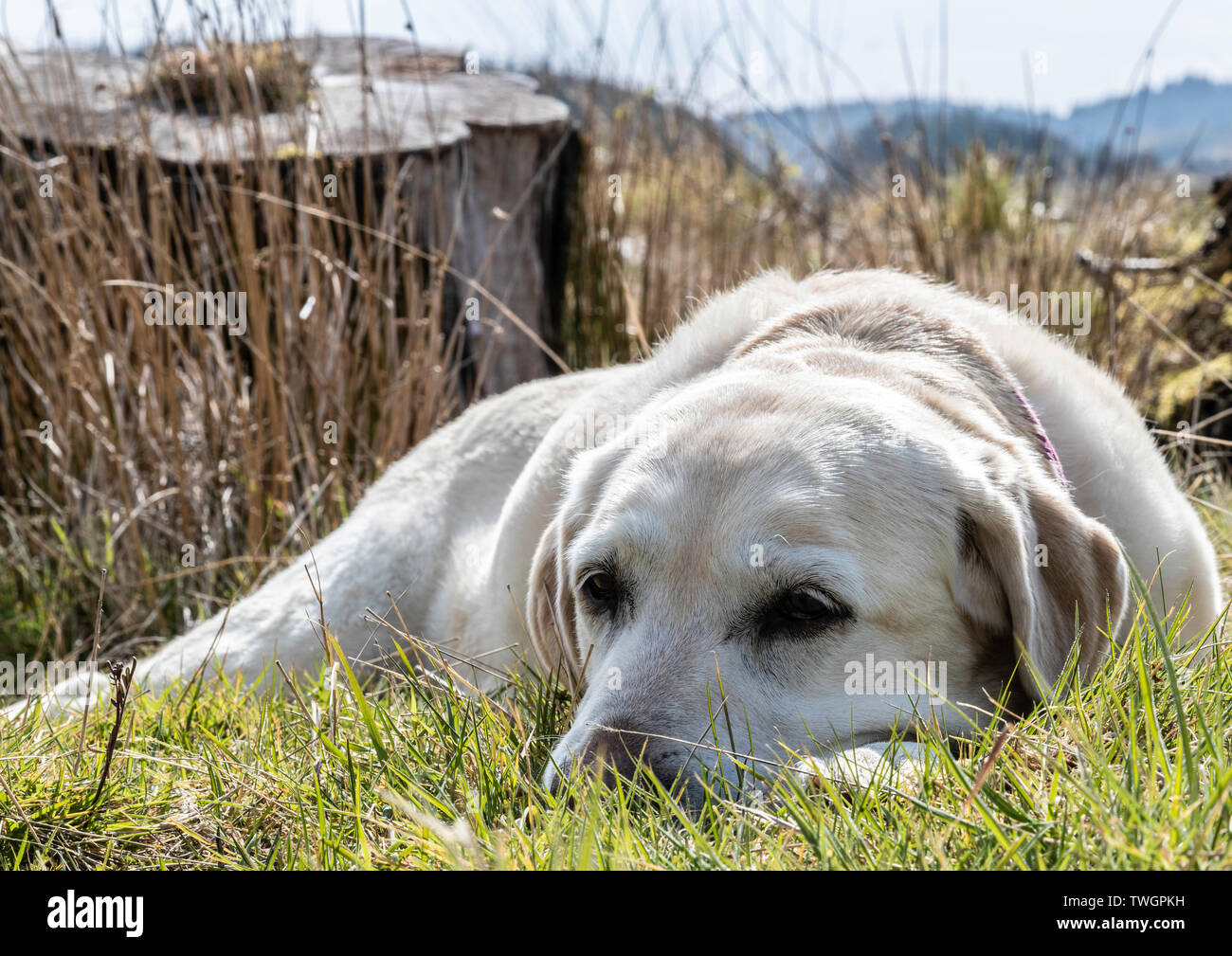 Sasha il Labrador sdraiato e guardando nella telecamera Foto Stock